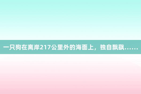 一只狗在离岸217公里外的海面上，独自飘飖……